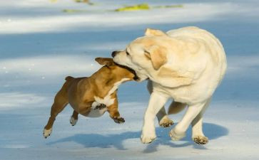 有趣?A事作文推荐5篇