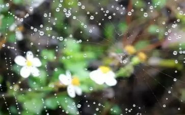 春雨中班语言教案优质5篇
