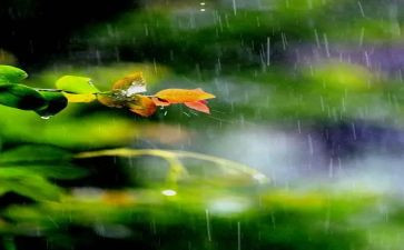 诗歌《雨》中班教案模板7篇
