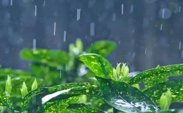 写四季的雨的作文800字5篇