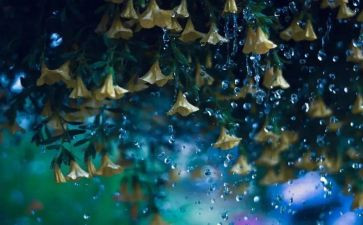 我下雨了作文最新7篇