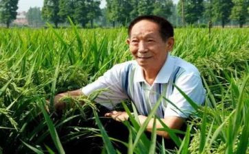 关于袁隆平的事迹8篇