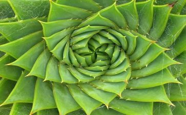 植物角教案7篇