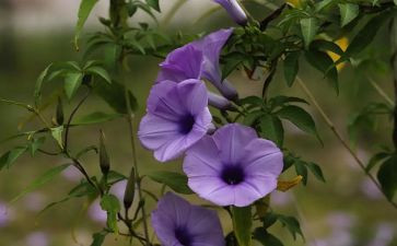 养植物作文500字推荐7篇