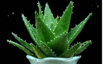 校园植物调查报告5篇