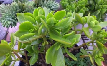 描写植物的400字作文5篇