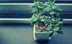 养植物作文400字作文优秀7篇