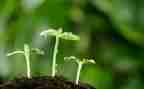 心中种下种子作文6篇