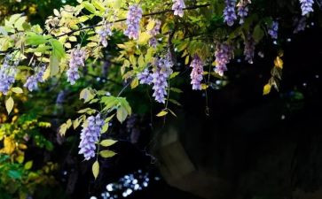紫藤花瀑布读后感7篇